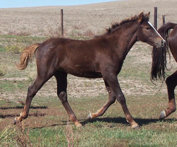 Chestnut colt