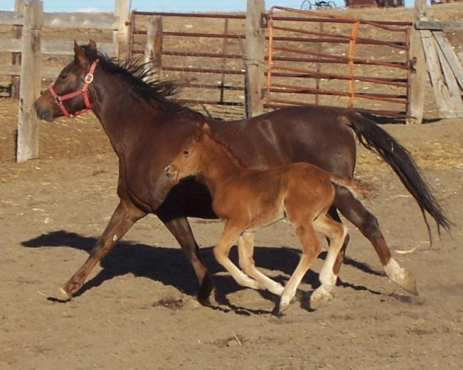 Chestnut filly