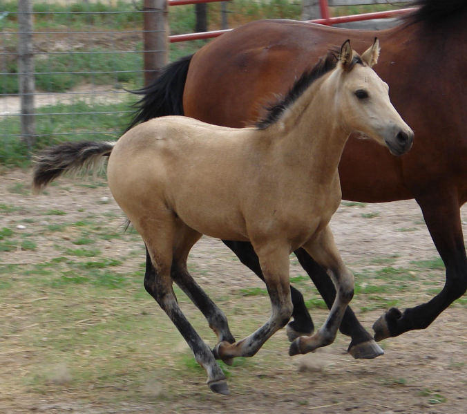 Buckskin foal