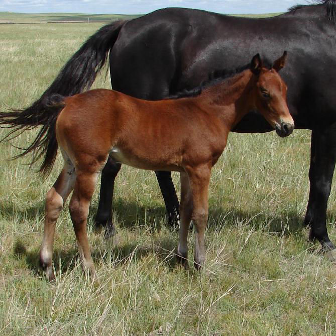 Bay filly